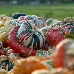 Turban Squash