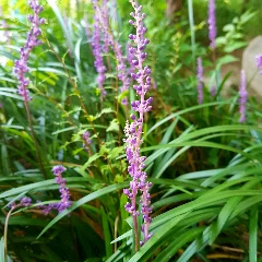 Turf Lily