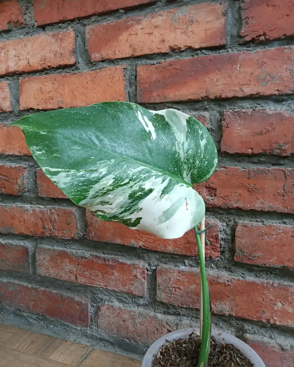잎무늬 필로덴드론은 하트·화살촉 모양의 잎에 흰·노란 무늬가 들어간 덩굴 관엽식물입니다.