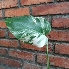잎무늬 필로덴드론