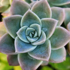 Echeveria