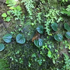 Vining Peperomia