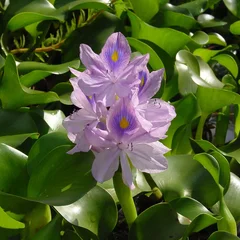 Water Hyacinth