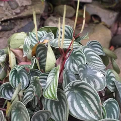 Watermelon Begonia