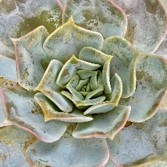 Wax Rosette