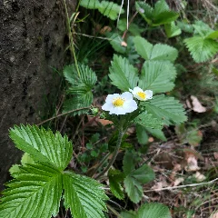 Wild Strawberry