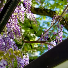 Wisteria