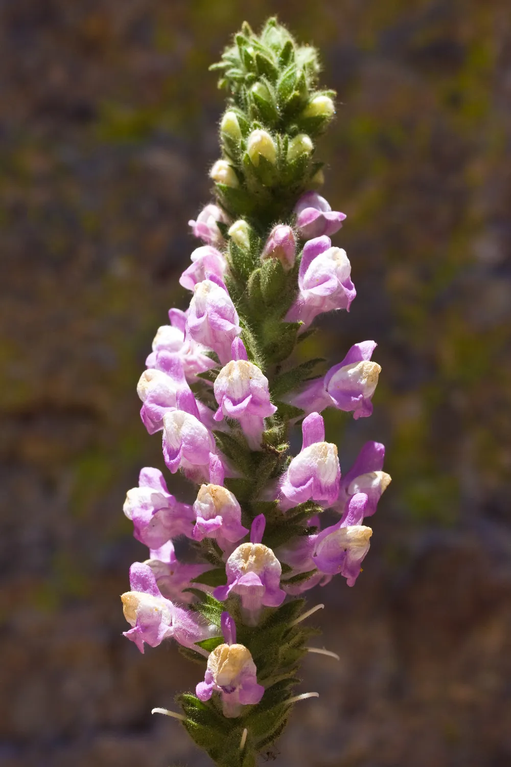 장미금어초(Antirrhinum multiflorum)