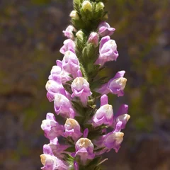 Rose Snapdragon
