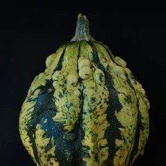 Yellow-Flowered Gourd