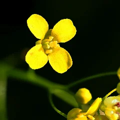 Yellowrocket