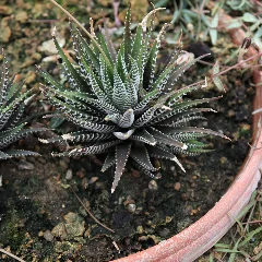 Zebra Haworthia