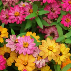 Zinnia