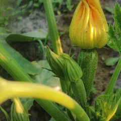 Zucchini Squash